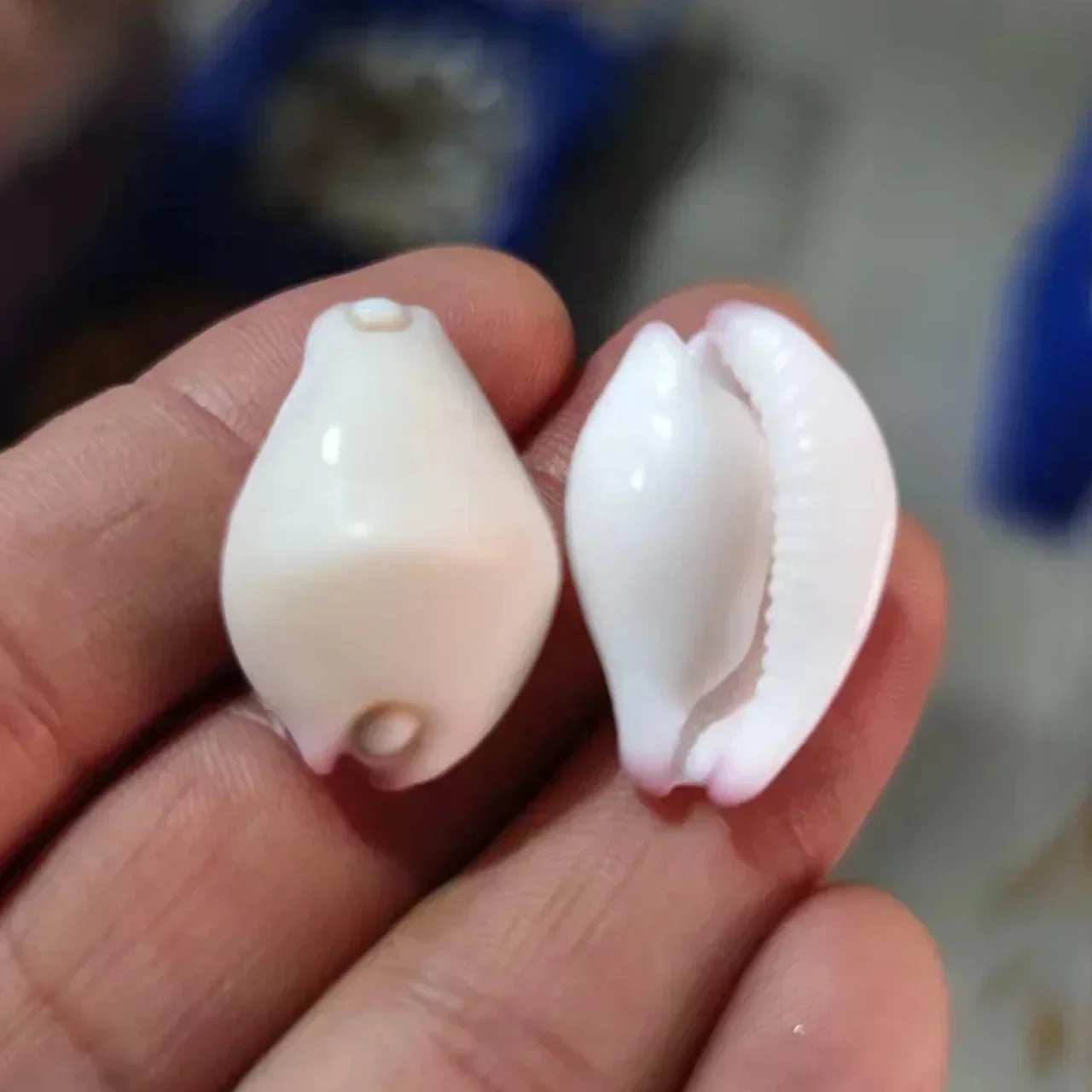 2pcs Natural Shell Conch White Rabbit Snail Fish Tank Landscaping Handicraft Diy Material Furniture Decoration