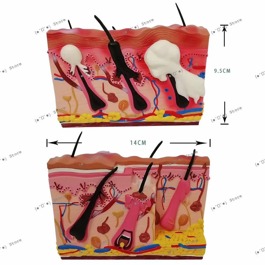 

Dog Skin Model Canine Pet Animal Ear Anatomy Veterinary Teaching Teaching Instrument Teaching