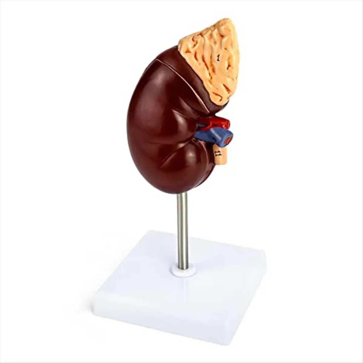 KSOL Life-Size Kidney Model, 2 Parts Showing Internal Structure a Kidney Human Anatomy Replica for Doctors Educational Tool