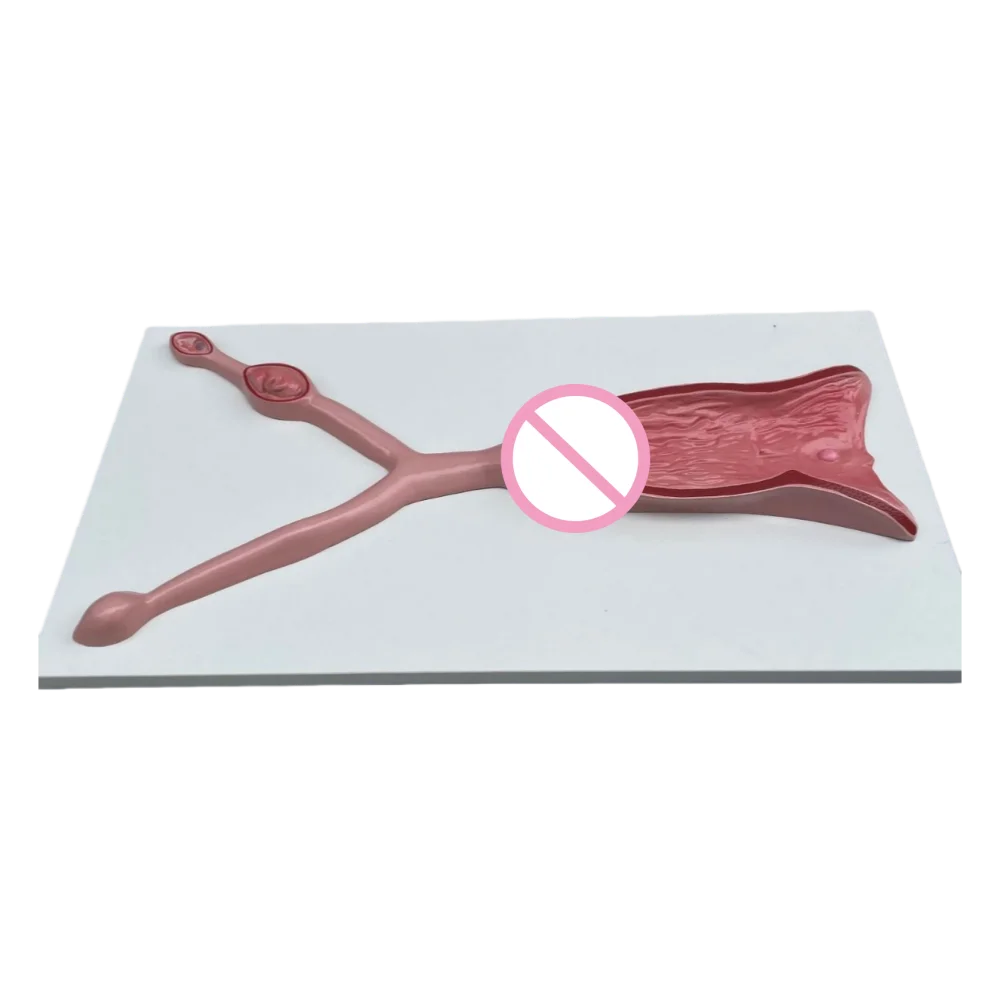 Animal Dog Uterus Anatomy Model for Medical Teaching