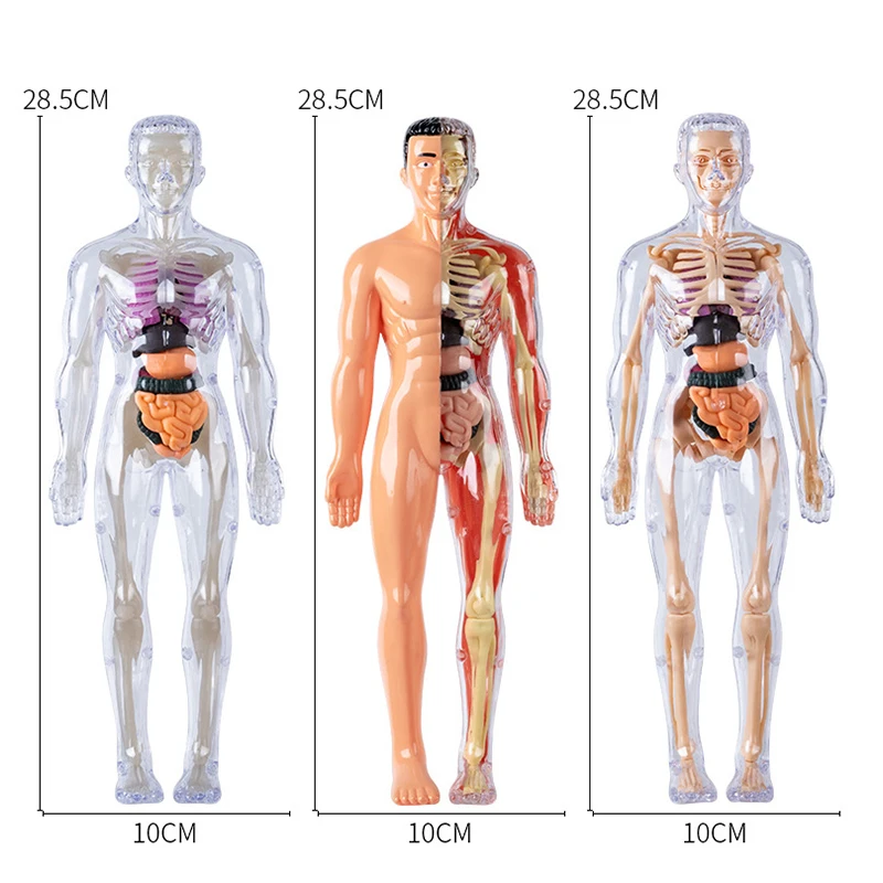 3D シミュレーション人間の骨格構造生物学モデル取り外し可能な骨格器官体解剖学的学習教育ツール子供のため
