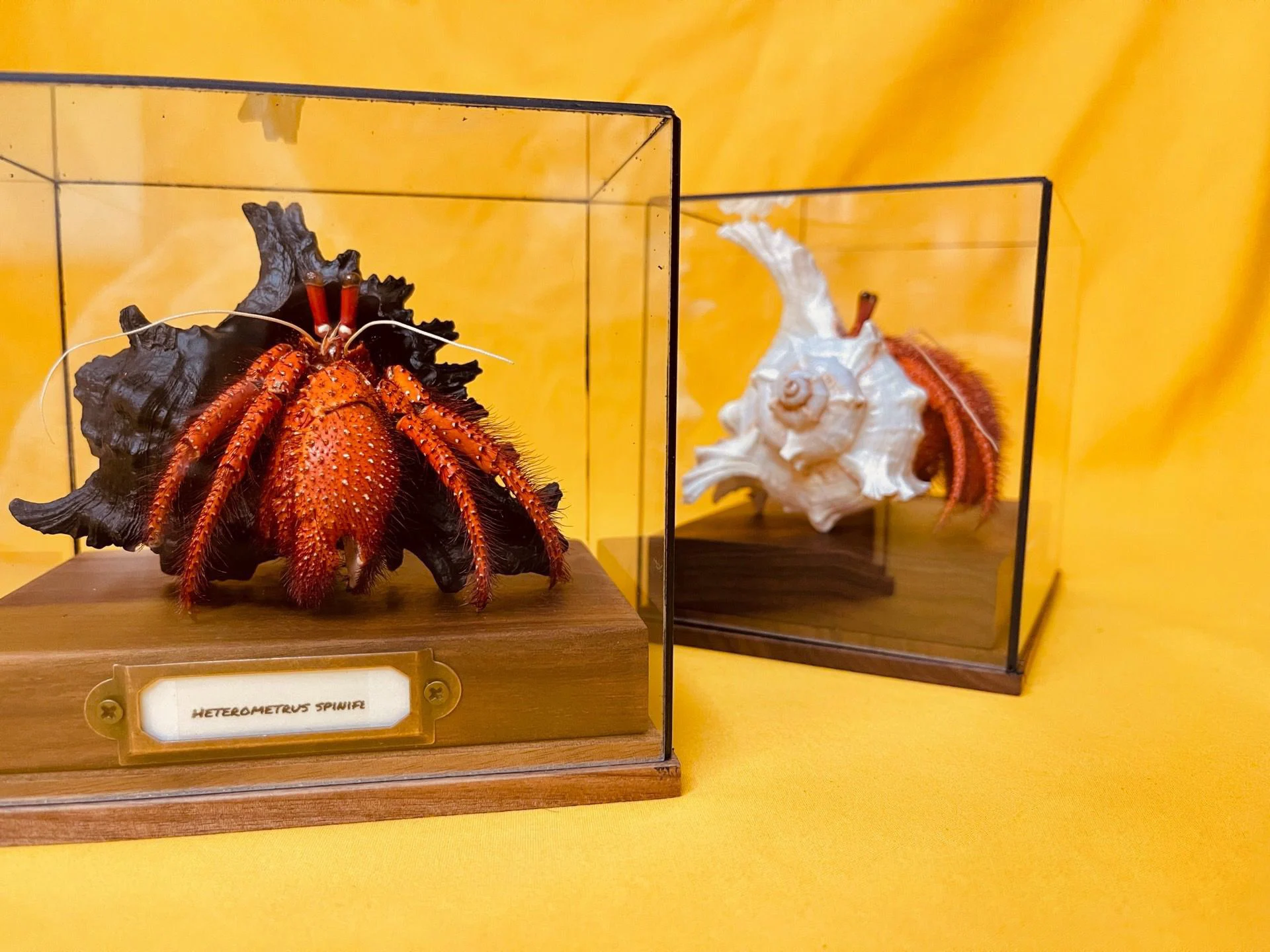 

Dardanus Megistos Real Crab Specimen Special Handicrafts Collectors Home Decor Ornament Desk Decoration Customized