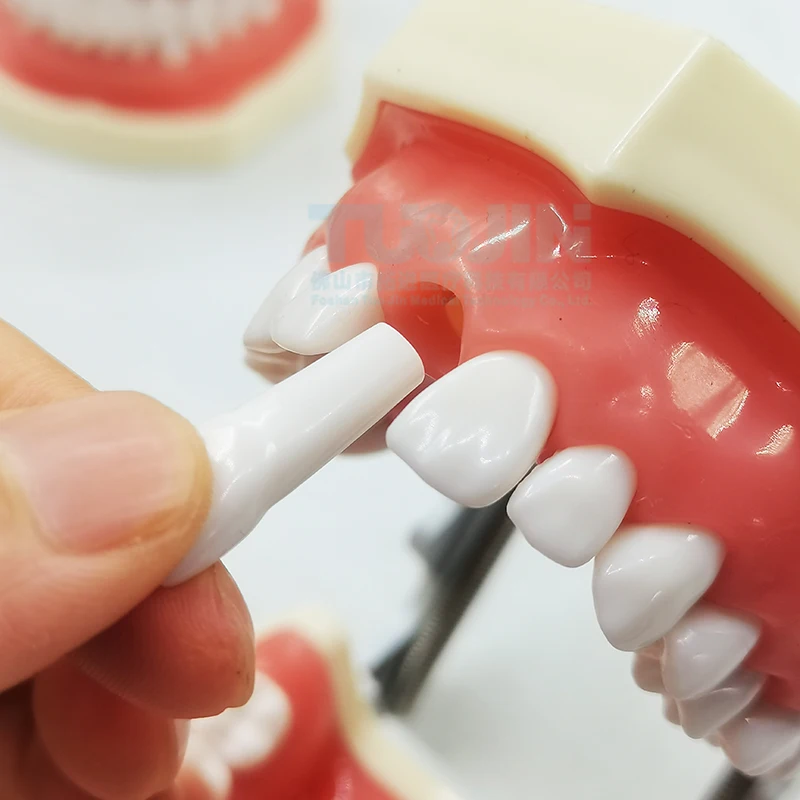 Symulacja stomatologiczna głowa Model stomatologia Model zęba stomatologia Phantom eendodontyka żywica zęby akcesoria dydaktyczne miękkie dziąsła