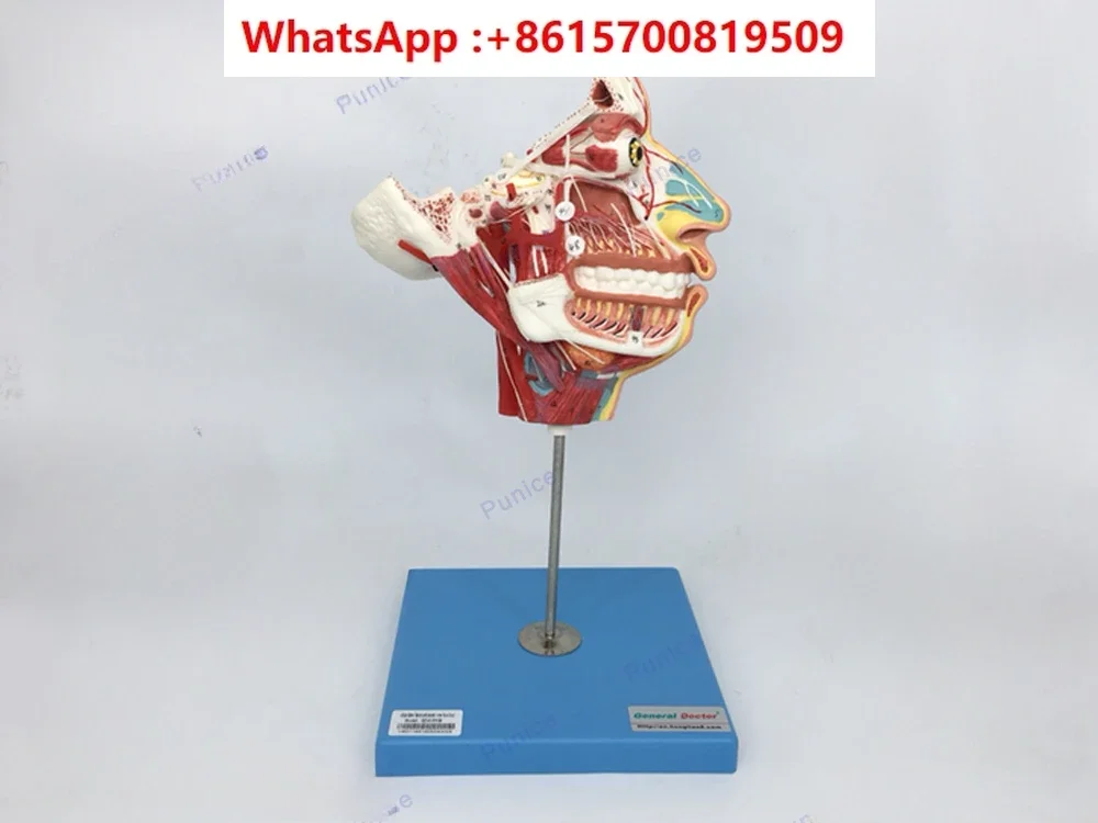 Head and face blood vessel and nerve model head blood vessel and nerve model brain anatomical model