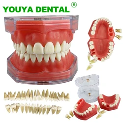 Modelo Dental con dientes extraíbles, mandíbula estándar Typodont, goma suave, estudio Dental, enseñanza, modelo de demostración, productos de odontología