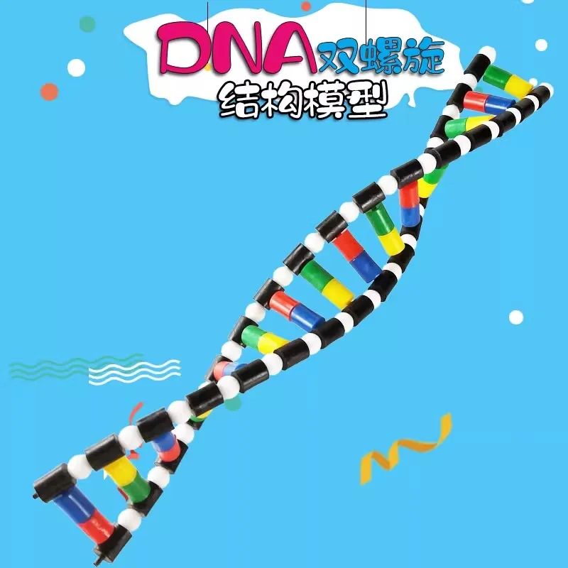 

Компонент модели двойной спирали ДНК, оборудование для биологической лаборатории, учебный аппарат, бесплатная доставка