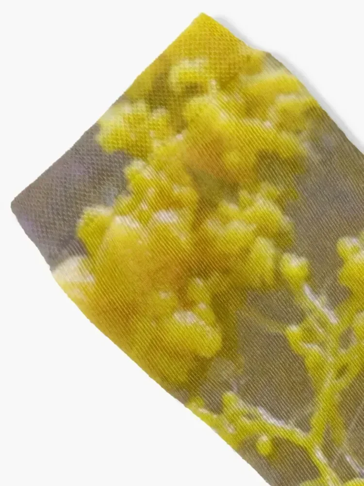 Slime Mould, Physarum polycephalum. Weird Biology, Life Science. Socks aesthetic summer Boy Child Socks Women's