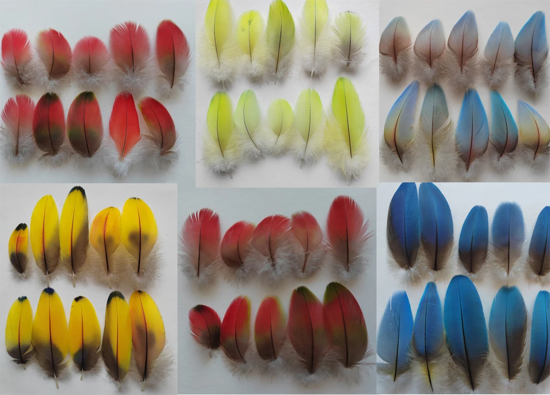

Лот из 10 шт., выпущенные перья попугая, 100% настоящие перья попугая, 4-10 см, верхние перья, используемые для зимородок.