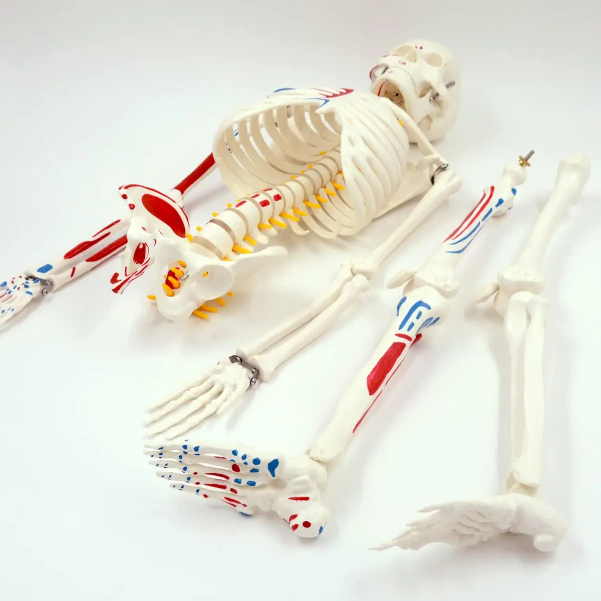 Outil médical de modèle d\'anatomie de squelette de modules humains, peint musculaire du corps entier, comprend des racines de nerf spinal et une