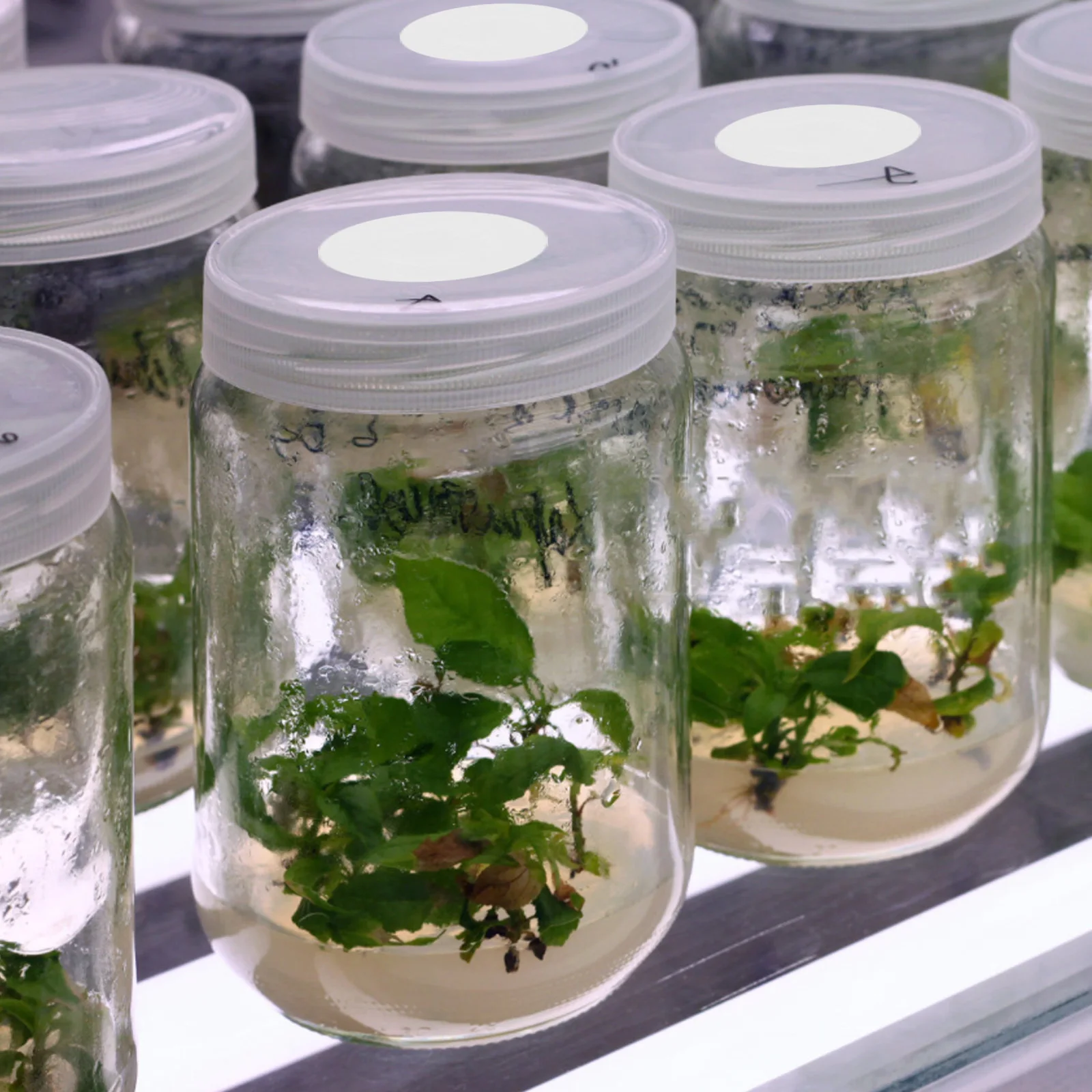 

96pcs Breathable Isolation Film For Mushroom Bottle Lid Eptfe Barrier Pad Bulk Cultivation Supplies Garden Tool