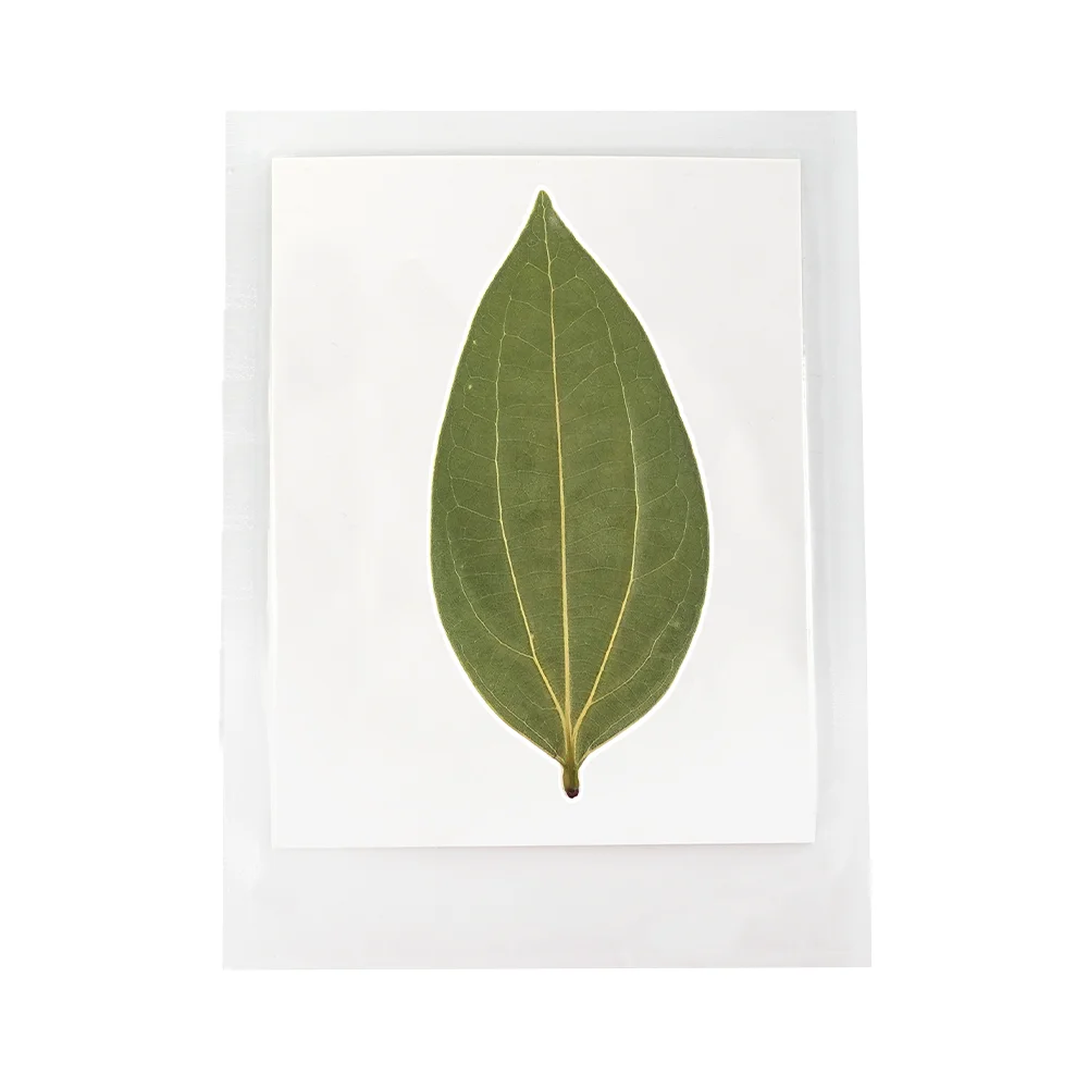 Natural Plant Dried Green Leaves Specimen Pressed Leaf DIY Mark Portrait Motifs Transparent Box For Laser Engraver Machine Parts