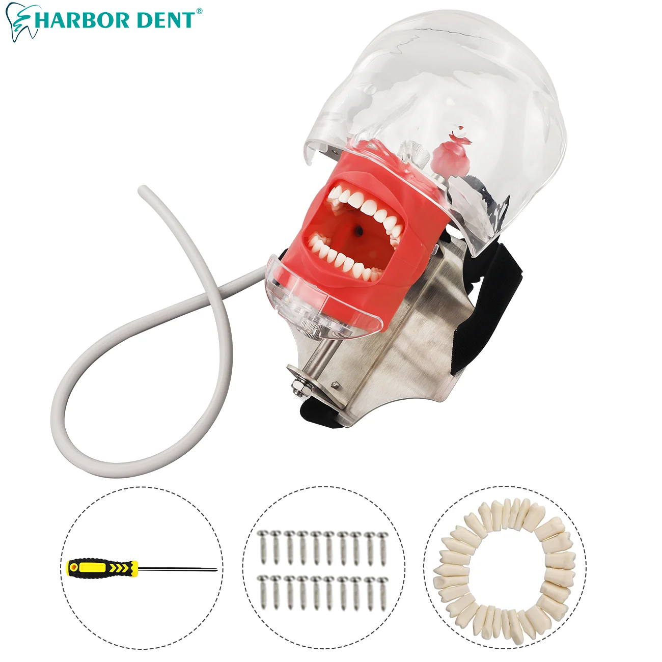 

Dental Simulator Phantom Head with 28Psc Teeth for Dentist Teaching Practice Training Dentistry chair strap type Model