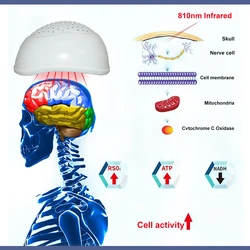 ZJZK neurology helmet transcranial magnetic stimulation device alzheimer 810nmx280diodes tms brain therapy insomnia anxious