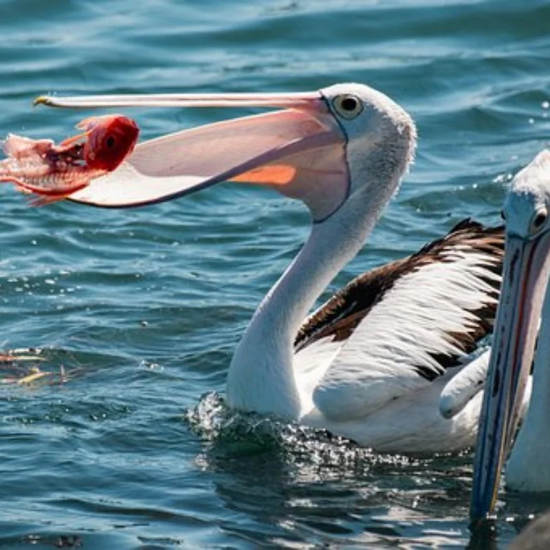 

Металлический передний кронштейн поворотного рычага для 1/10 Tamiya RC внедорожника истребителя NXGEN DT04 58741, детали для самостоятельного изготовления