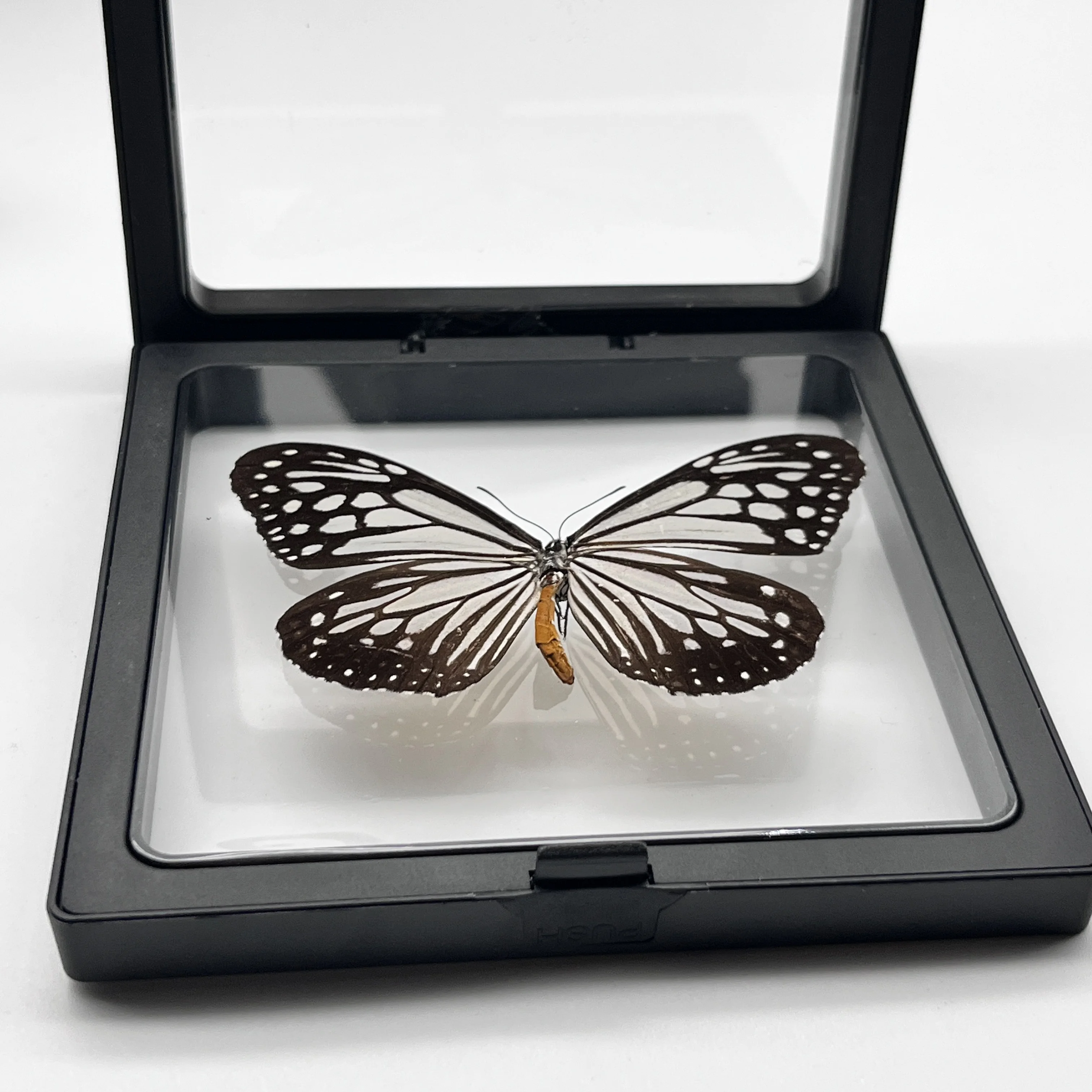 1pcs Real Butterfly Specimen Insect Home Decor Photo Frame   Desk Decoration Figurines Birthday Gift Teaching Training