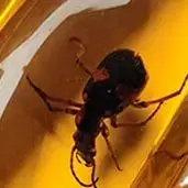 Insects Amber Gemstone DIY Hand Crafts Gift Insects Amber Gemstone Scorpion Natural And Mineral Stones Home Decor
