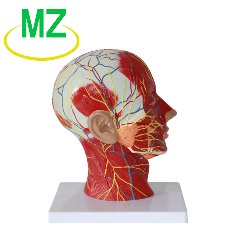 modelo-de-anatomia-de-cabeza-humana-modelo-facial-modelo-de-cabeza-superficial-con-modelo-de-musculo-nervio-y-vascular
