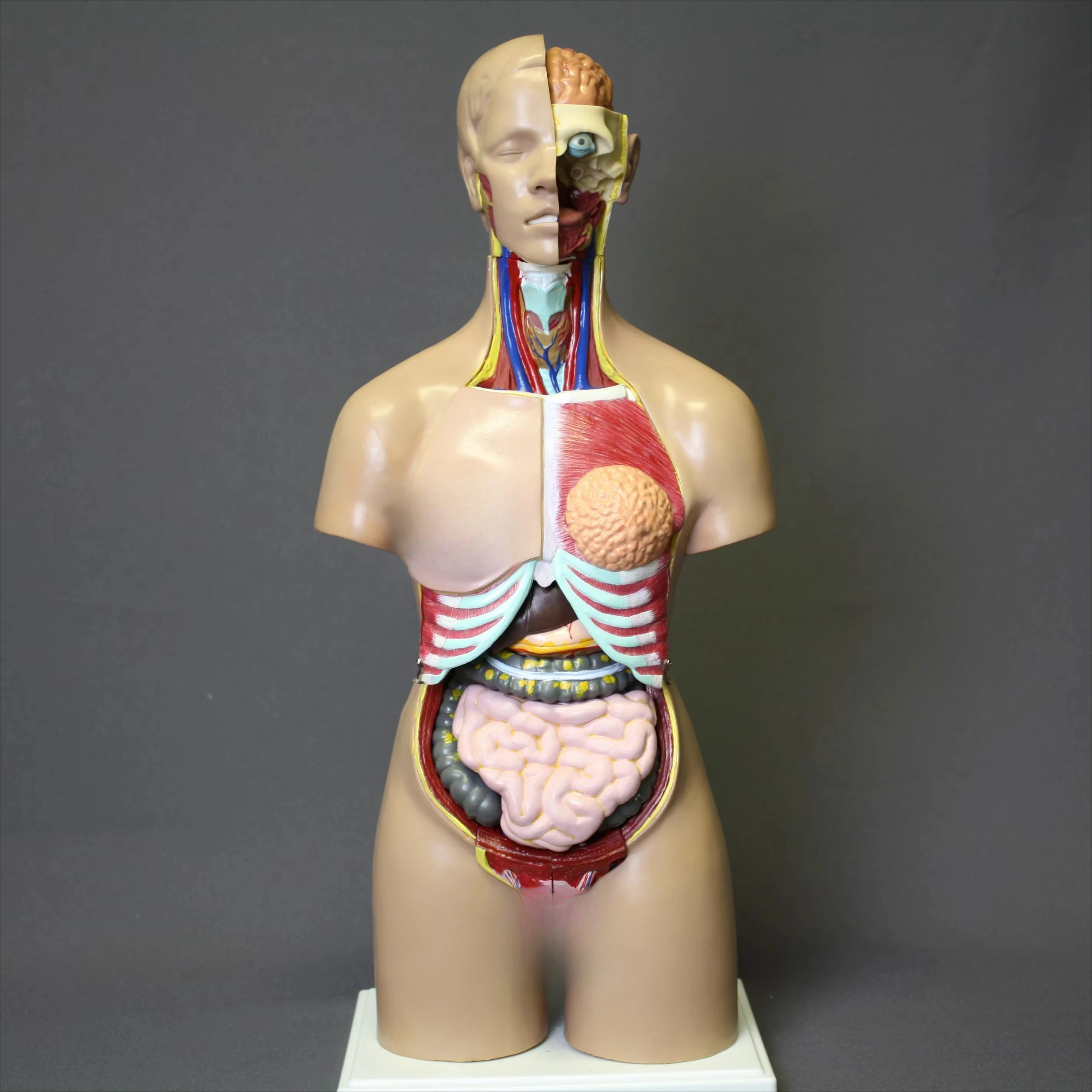 85cm Human Anatomy Torso Model With 27 PVC Parts Medical Science Teaching Tool With Internal Organs