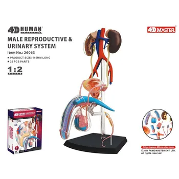 Sistema reproductor masculino 4D, órgano del cuerpo humano, modelo anatómico DIY, ciencia, popularización, modelo de enseñanza médica