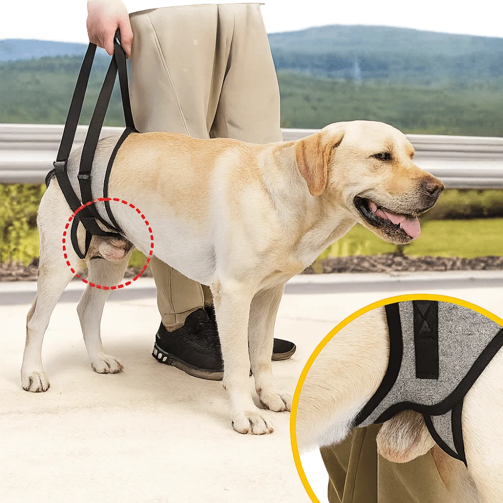ペットベルト 調節可能な犬用リフトハーネス 取り外し可能な滑り止めハンドル ペット後肢サポート 快適な犬用後肢スリング 移動補助具