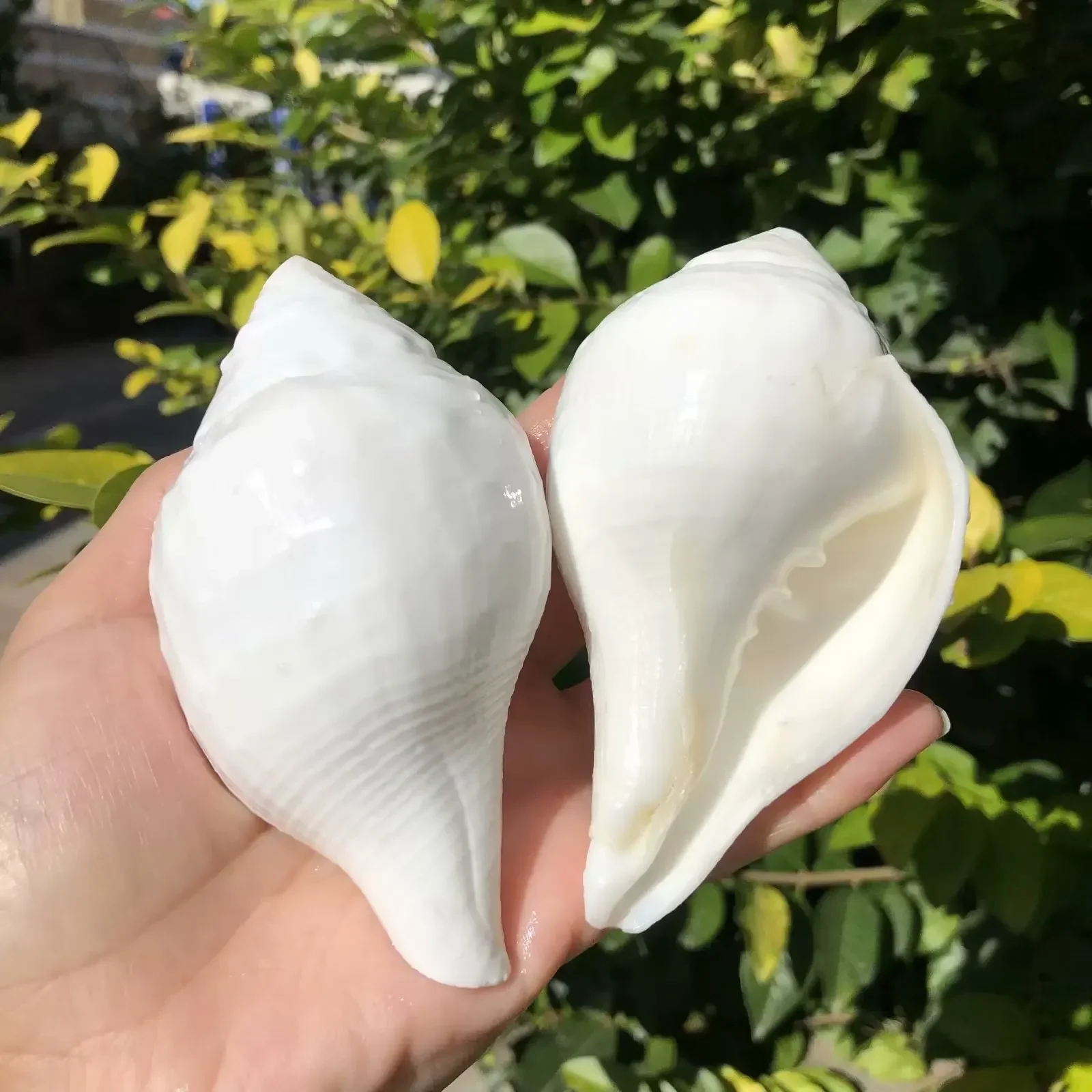 

Natural Shell Conch Lead Snail White Conch Fish Tank Aquarium Landscaping Decoration Home Crafts Ornaments