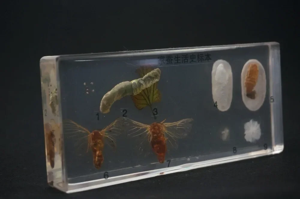 Clearance!! Life Cycle Of The Silkworm Specimens In Clear Lucite Educational Equipment