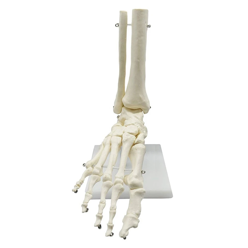 1:1 Human Skeleton Foot Anatomy Model Foot and Ankle with Shank Anatomical Model Anatomy Teaching Resources