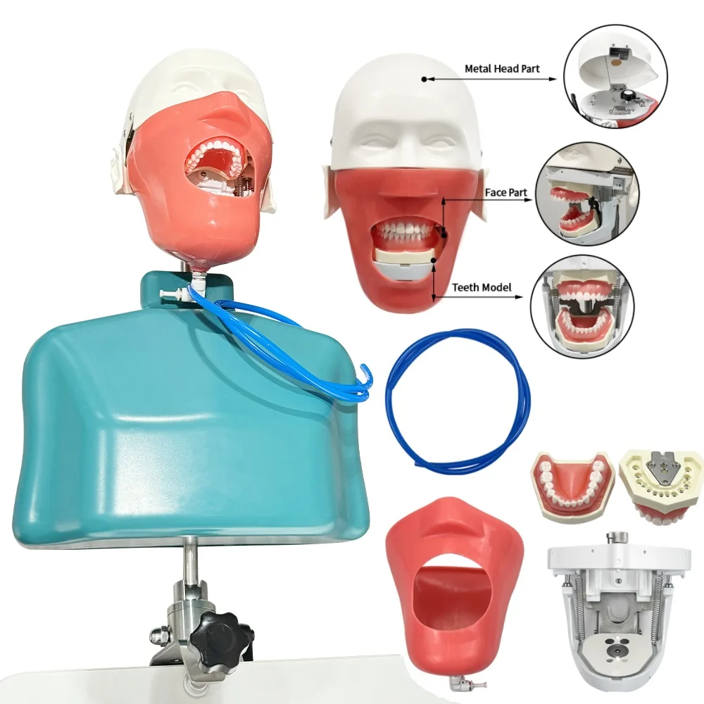 

Симулятор зубного манекена, модель фантомной головы с плечевым корпусом, модель зубов Typodont со съемными зубами для моделирования