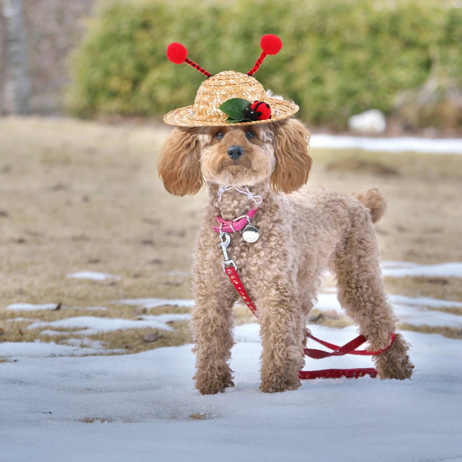

Pet For Small Dogs Cats Lightweight Summer Beach Outdoor Travel Puppy Kitten Sun Pet Straw Small Dog Beach Hat Cat Summer