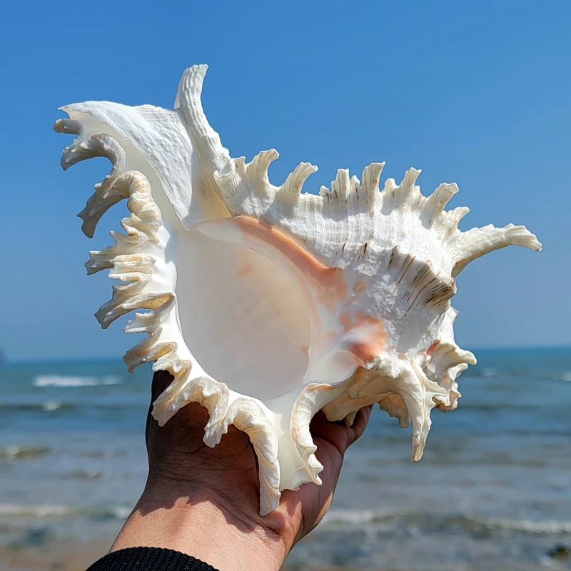 16-23CM Natural Large Conch Shell Kirin Snail Murex Ramosus Shell Collection Gift African Turban Seashell Coral Conch Home Decor