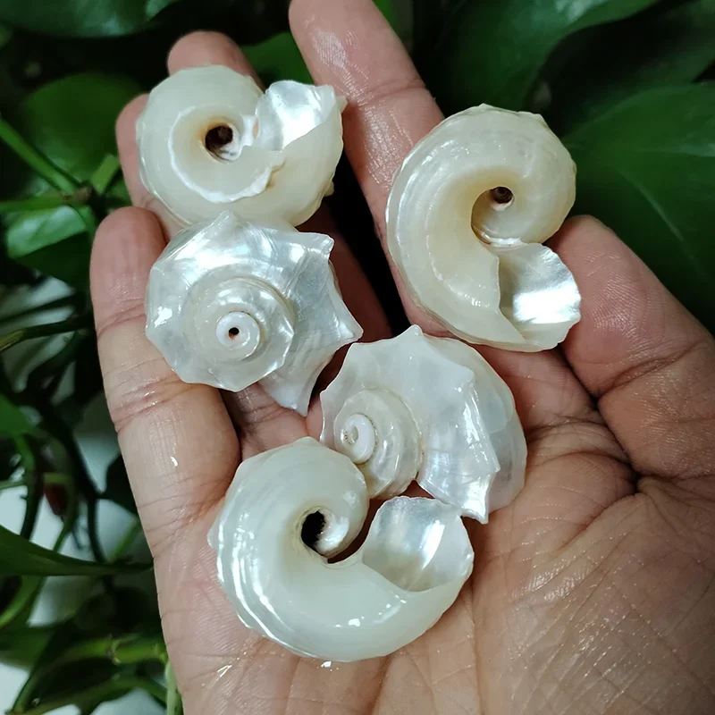 5 PC ขัดเปลือกหอยส่องสว่างจริงสีขาวรอบ Seahorse Conch Seashell สําหรับงานแต่งงานชายหาดตกแต่ง DIY เครื่องประดับทําชุดตัวอย่าง