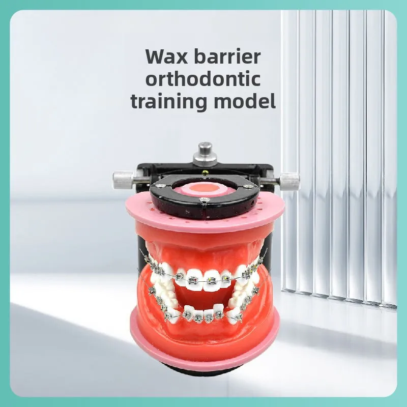 Dental Orthodontics Training Model Gingival Wax Dike Dental Practice Arch Wire Bending Orthodontics Granule Correction
