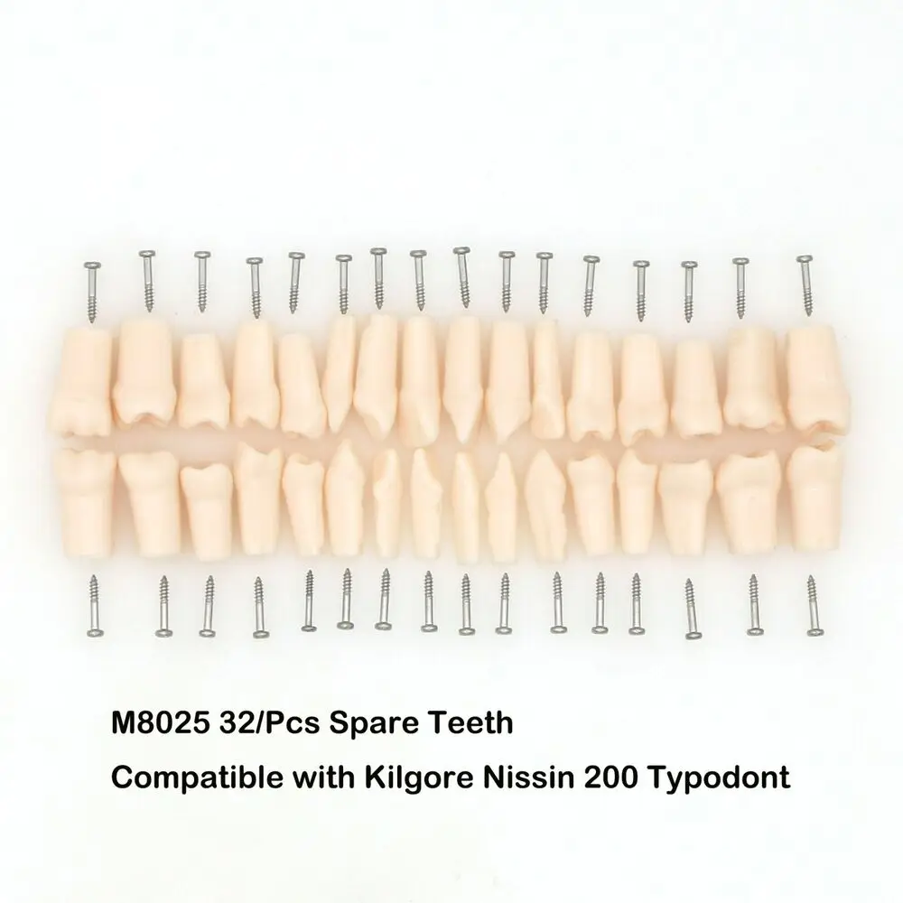 

Kilgore NISSIN 200 Type 32 Pcs Replacement spare Teeth Dental Typodont Model dental