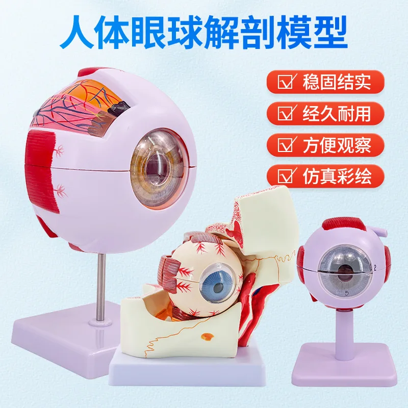 

Human Teaching Eye Anatomy Model Removable Children's Simulation Eye Medical Eye Model 6x