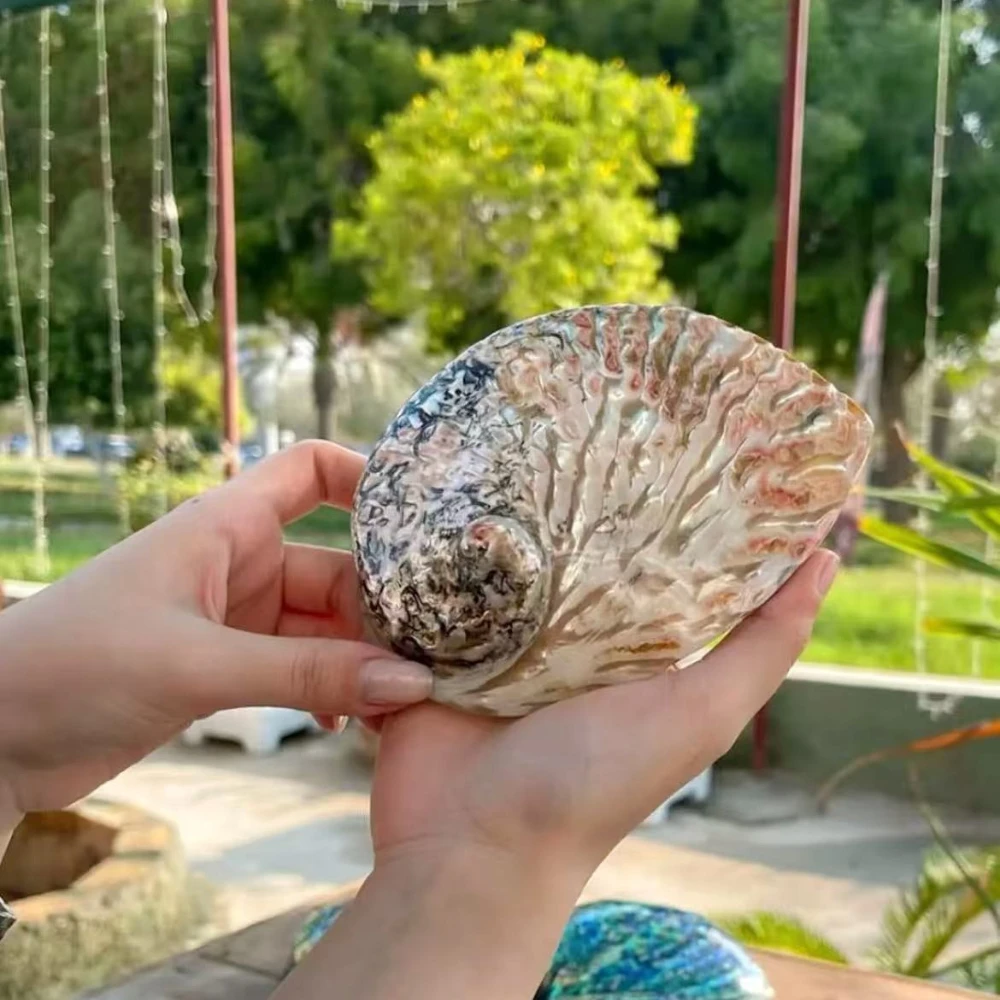 وعاء صدفة أذن البحر الأحمر البوهيمي مقاس 4-5 بوصة، ديكور صدف مصقول للمنزل، زينة الزفاف وديكور الشاطئ
