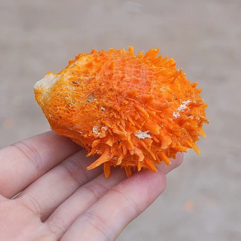 3pcs Mixed Clam Natural Shell Conch Chrysanthemum 6Cm Clam Specimen Snail Scallop Home Decoration Ornament Fish Tank Landscape view 5