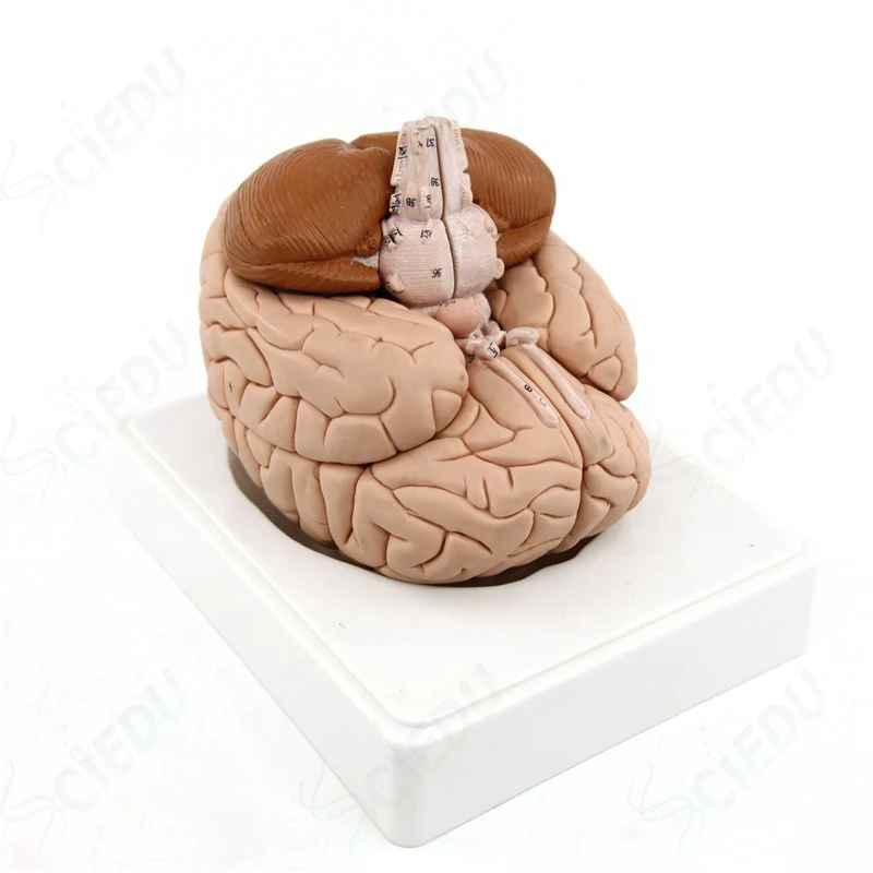 Medical Advanced Brain Model Human Anatomy Brain Model Plastic Surgery Medical Brain Anatomy Model