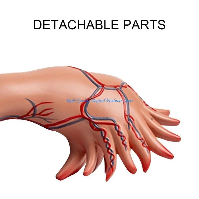 

U2JE Women Reproductive System Anatomy Model Shows Ovarian, Follicles, Fallopian Tube