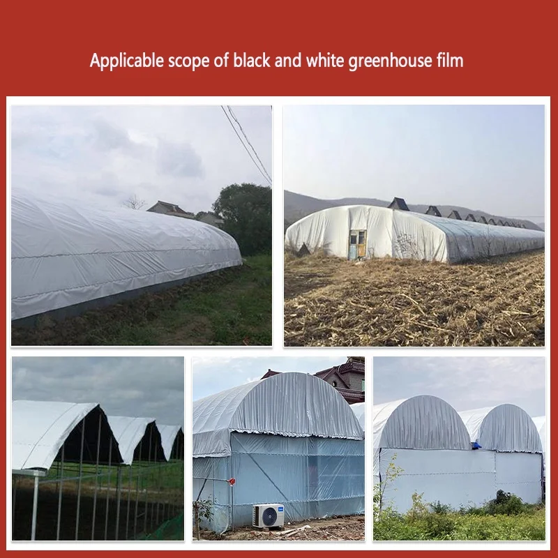 제조업체 좋은 품질 흑백 필름 농업용 6mil 폴리에틸렌 팬더 필름 흑백 플라스틱 시트 롤 커버링