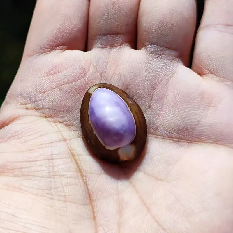 2Pcs Natural Cowrie Shells Real Purple Seashell DIY Collection Specimen Disaplay Raw Cognition Wicca Ocean Ancient Money