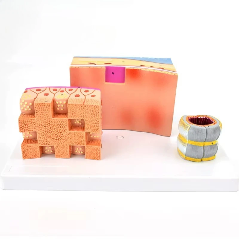 3-part anatomical model of the human tracheal wall Finely enlarged cross-section