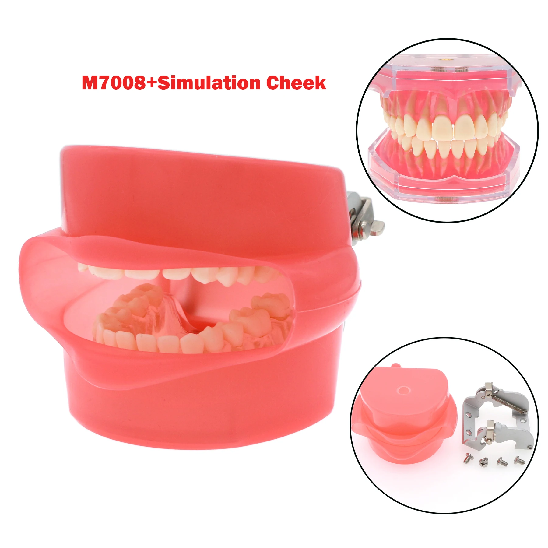 Dental Teeth Models With Removable Tooth For Dentistry teaching educational Demo Dental Laboratory