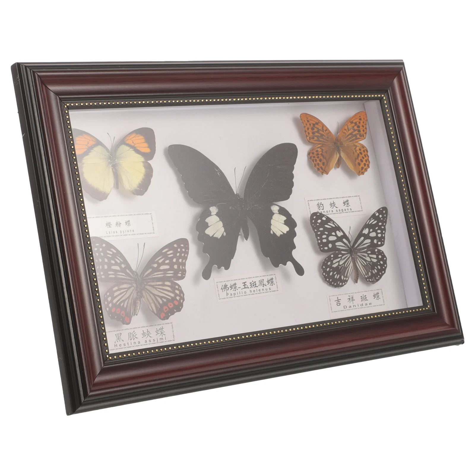 Real Butterfly Specimen Photo Frame Wooden Decorations Butterflies Display Frames