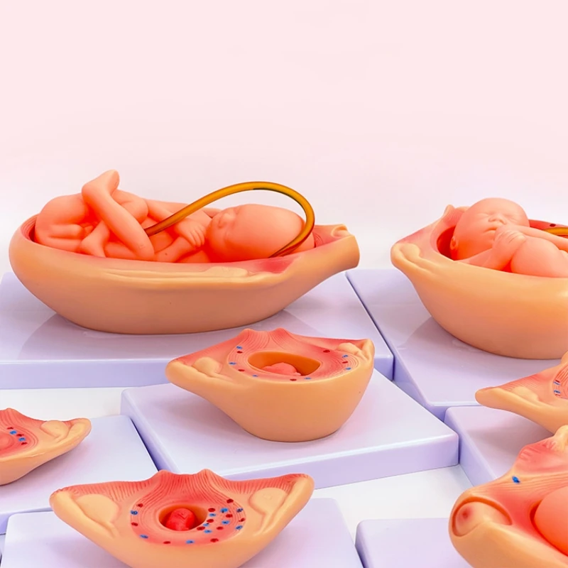 gynecology female pelvic full-term fetal model pregnancy development fetal uterine reproductive model for medicia teaching