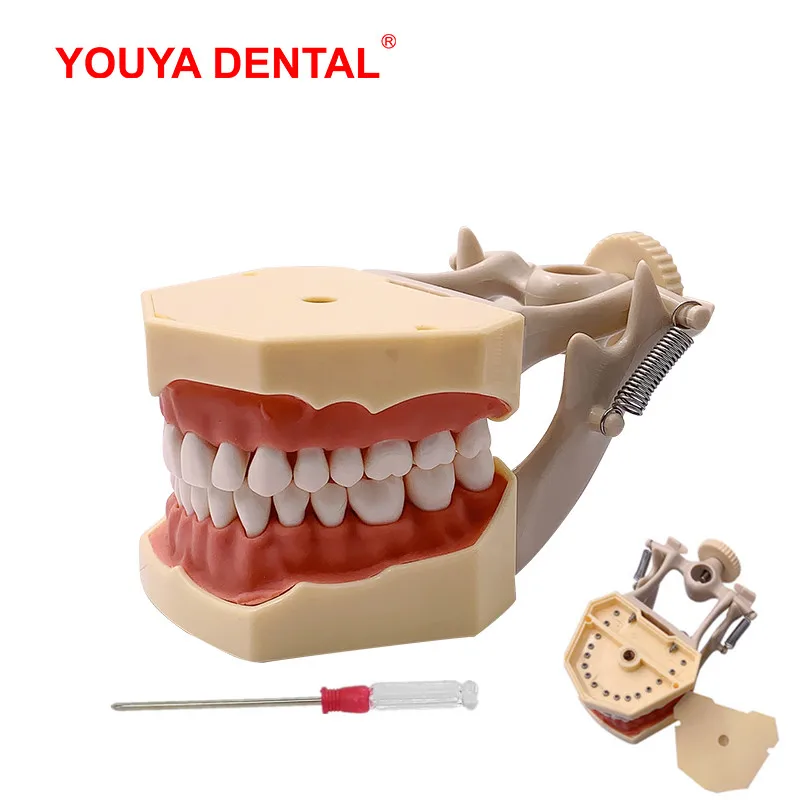 

Dental Teaching Model With Removable Tooth Typodont Teeth Model For Dental Technician Practice Training Studying Fit For Frasaco