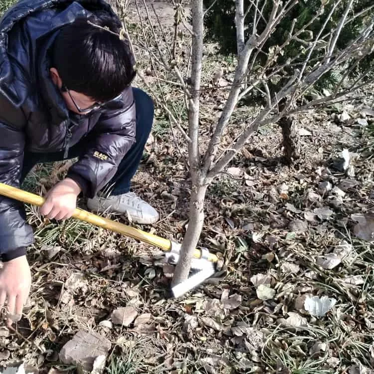 Manual Cassava Root Extractor Harvesting Tool Galvanized Steel for Efficient Tuber Extraction Fast Delivery