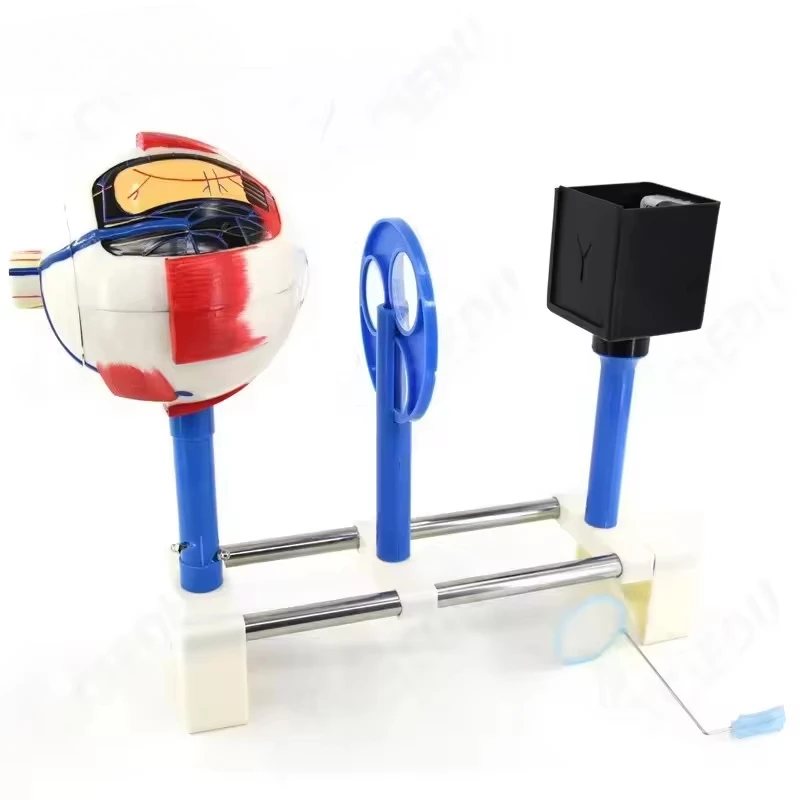 Eye Model Biology Human Medical Model Giant Eye Human Anatomical Function Model