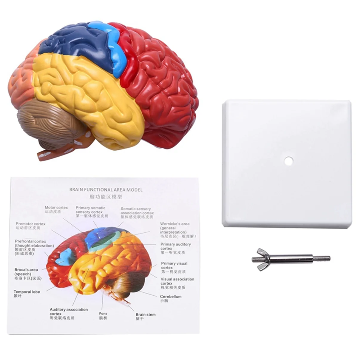 Cerebral Anatomical Model Anatomy 1:1 Half Brain Brainstem Teaching Lab Supplies