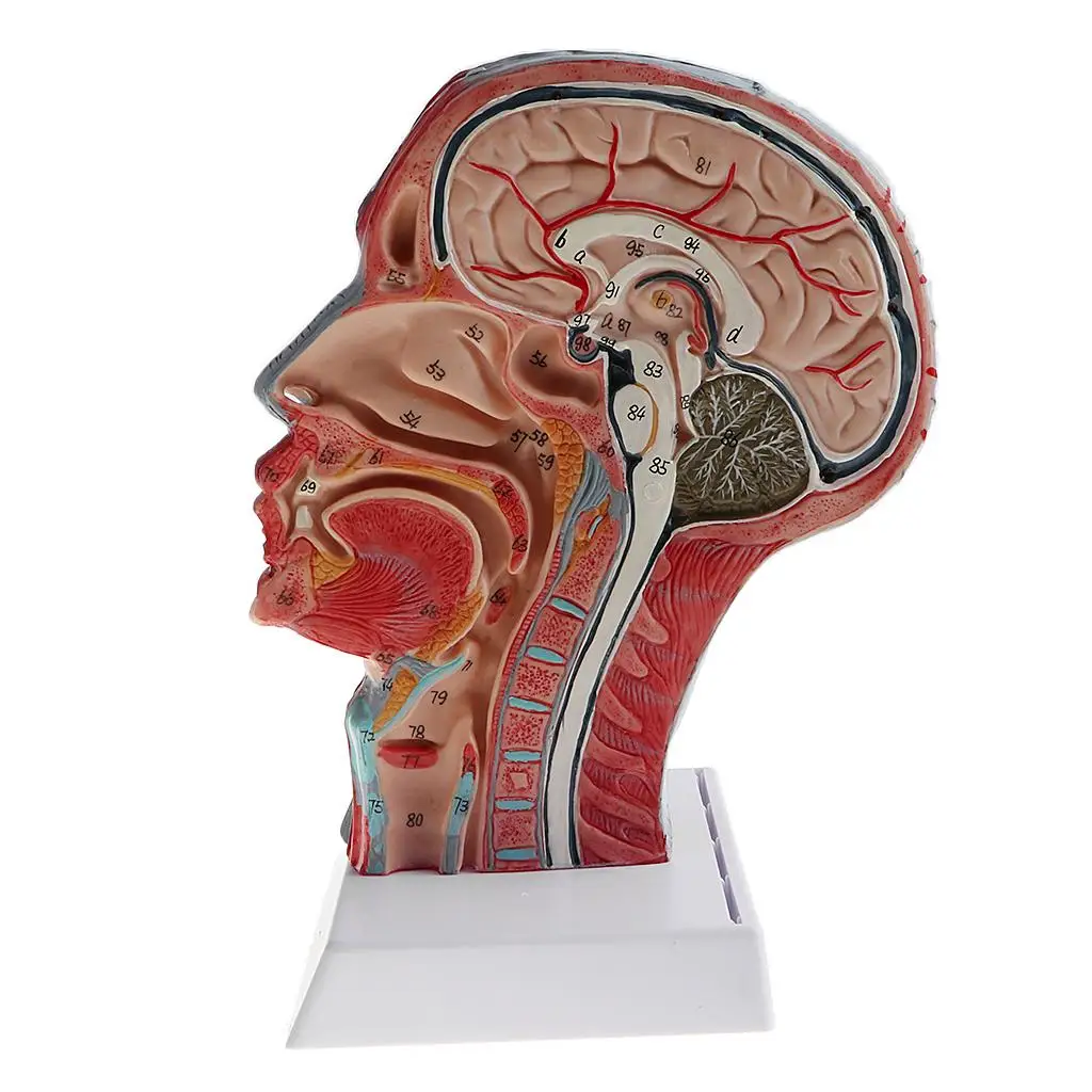 Median : 1 Human Half-head Skeleton with Cervical Vessel Nerve Arteries Toy