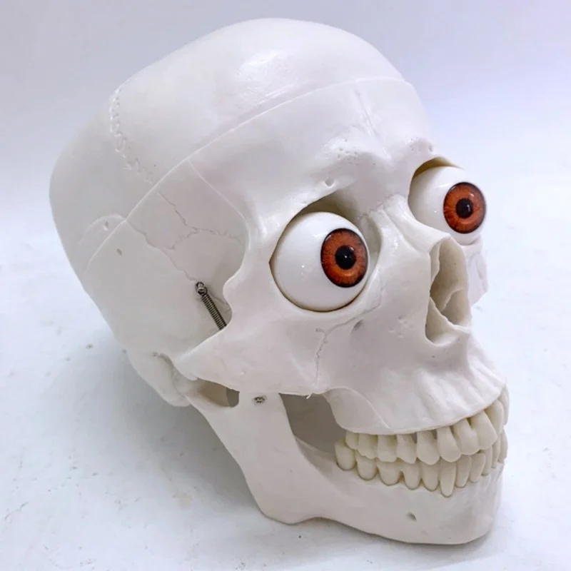 نموذج جمجمة مع عيون رأس جمجمة عظام تعليم الفيلم والتلفزيون لعبة مضحكة رسم #2